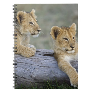 Caderno Espiral Cães de leões em log, Panthera leo, Masai Mara,