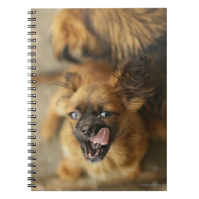 Caderno Espiral Cães de Pekingese (Frente)