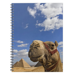 Caderno Espiral Camelo em frente às pirâmides de Gizé, Egito,