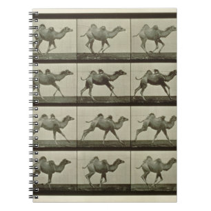 Caderno Espiral Camelo, placa "da locomoção animal", 1887 (b/W.P