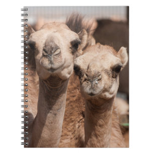 Caderno Espiral Camelos no mercado de camelos em Al Ain perto de D
