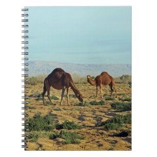 Caderno Espiral Camelos, Tunísia