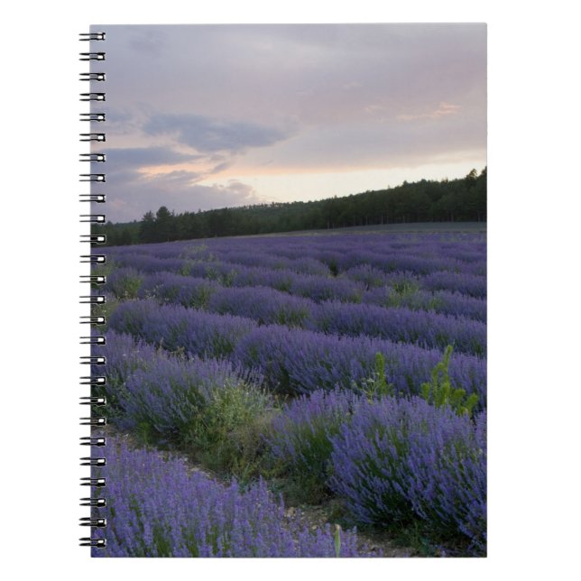 Caderno Espiral Campo da lavanda no por do sol (Frente)