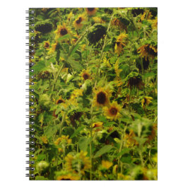 Caderno Espiral Campo de girassol