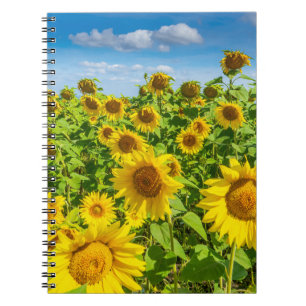 Caderno Espiral Campo de girassol, dia ensolarado de verão.