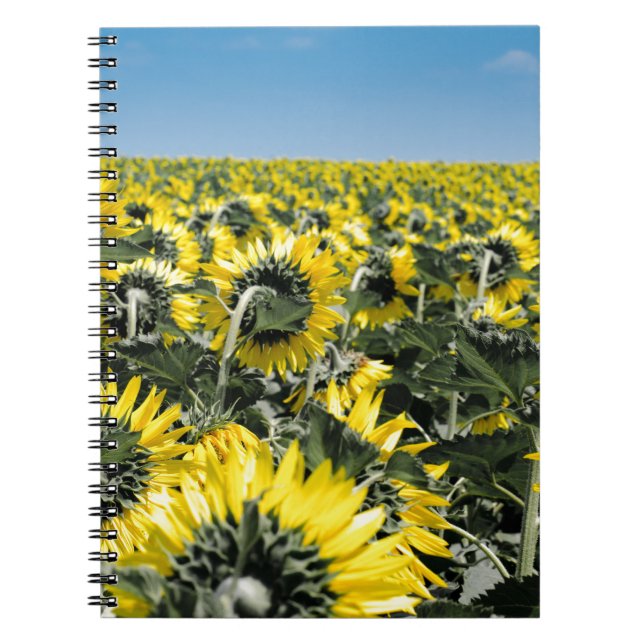 Caderno Espiral Campo de Sunflower (Frente)