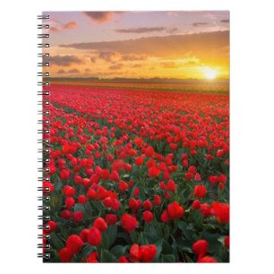 Caderno Espiral Campos da tulipa no por do sol nos Países Baixos