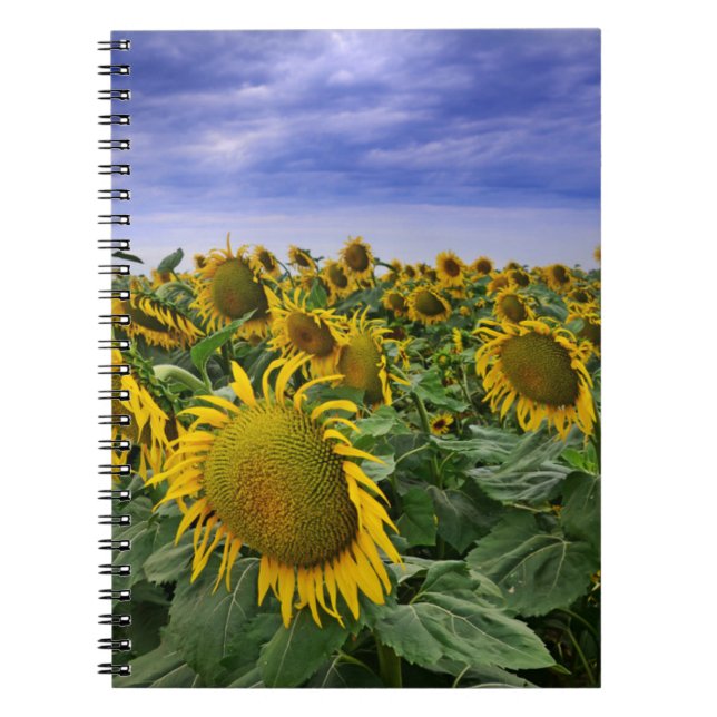 Caderno Espiral Campos do girassol de Califórnia (Frente)
