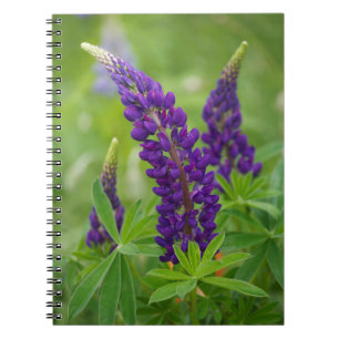 Caderno Espiral Canadá, Nova Brunswick, .