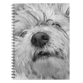 Caderno Espiral Cão Coton de Tulear