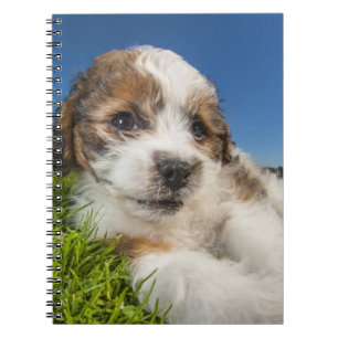 Caderno Espiral Cão de filhote de cachorro bonito (Shitzu)