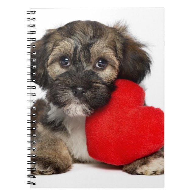 Caderno Espiral Cão de filhote de cachorro de Havanese dos (Frente)