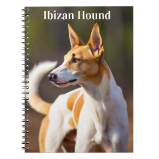 Caderno Espiral Cão de Ibiza