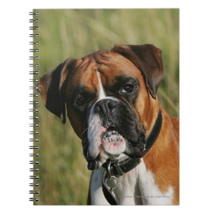 Caderno Espiral Cão do pugilista que olha fixamente na câmera