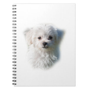 Caderno Espiral Cão maltês bonito