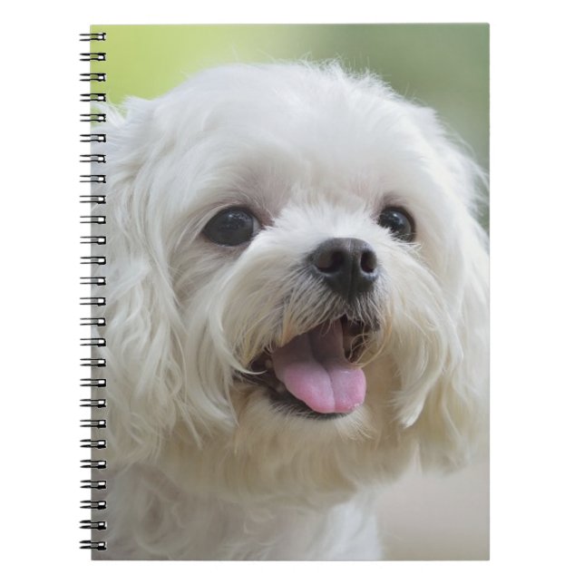 Caderno Espiral Cão maltês branco (Frente)