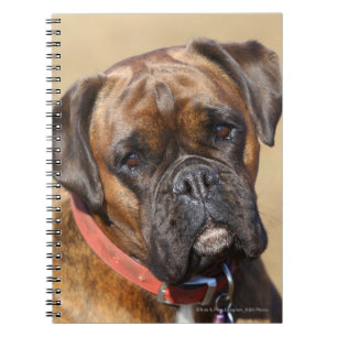 Caderno Espiral Cão rajado do pugilista