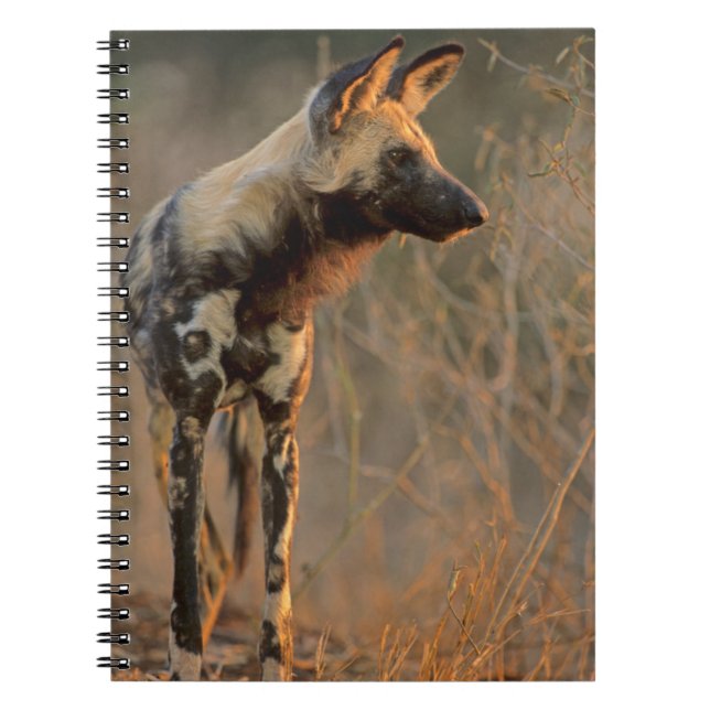 Caderno Espiral Cão selvagem africano (Lycaon Pictus), Kruger (Frente)