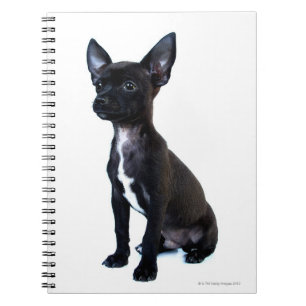 Caderno Espiral Cãozinho Chihuahua negro