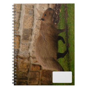 Caderno Espiral capybara