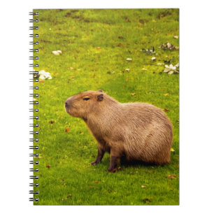 Caderno Espiral Capybara