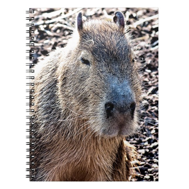 CADERNO ESPIRAL CAPYBARA SELVAGEM ANIMAL (Frente)