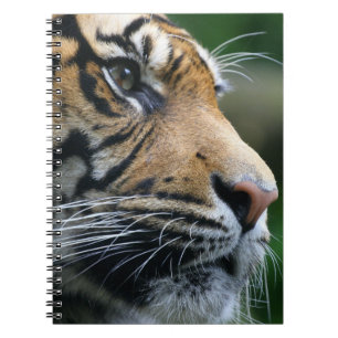 Caderno Espiral Cara lindo do tigre de Bengal