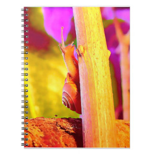 Caderno Espiral Caracol
