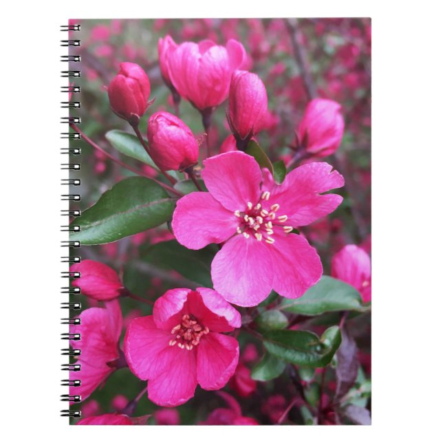 Caderno Espiral Caranguejo-Flor Rosa (Frente)