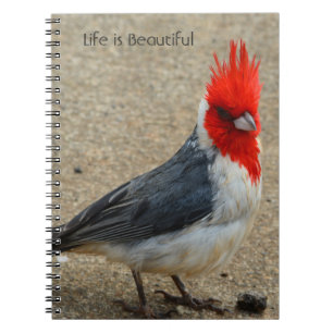 Caderno Espiral Cardeal-de-crista-vermelha Kauai (minha fotografia