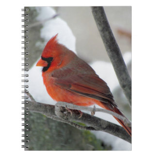 Caderno Espiral Cardeal masculino no inverno