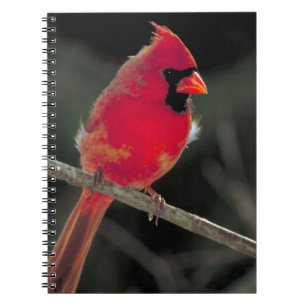 Caderno Espiral Cardeal Vermelho Emperrado em uma Ramificação de