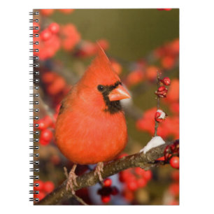 Caderno Espiral Cardinal-do-norte em Winterberry Comum