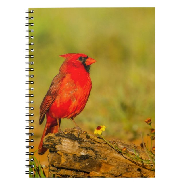 Caderno Espiral Cardinal macho em tronco (Frente)