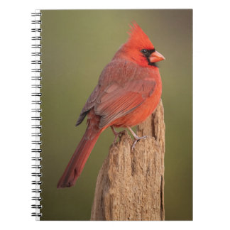 Caderno Espiral Cardinal Vermelho
