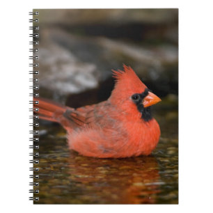 Caderno Espiral Cardinal-vermelho-macho tomando banho