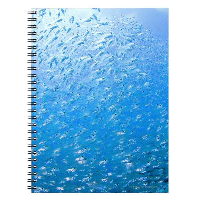 Caderno Espiral Cardinalfishes nadando debaixo da água (Frente)