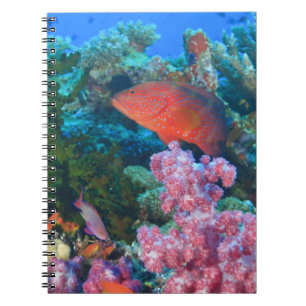 Caderno Espiral cardume de Fairy Basslets (Pseudanthias
