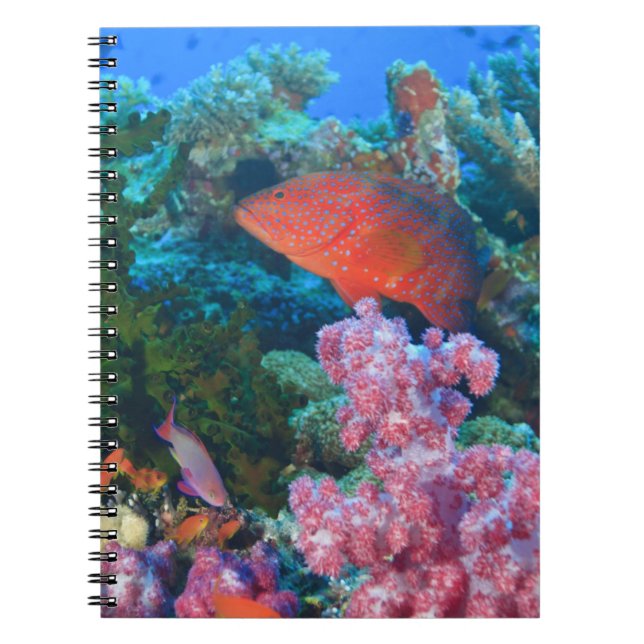 Caderno Espiral cardume de Fairy Basslets  (Pseudanthias (Frente)