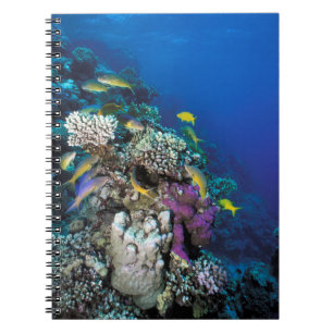Caderno Espiral Cardumes de Salmonete em torno de pequeno coral