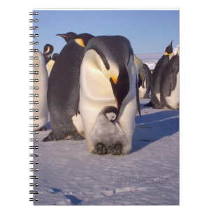 Caderno Espiral Carícia de pinguim-mãe da Antártica