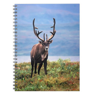 Caderno Espiral Cariou Reindeer Parque Nacional Denali, Alasca
