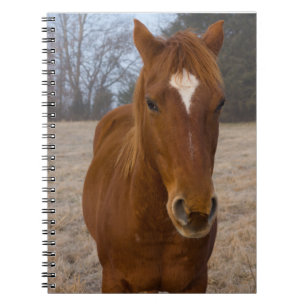 Caderno Espiral Carneiro