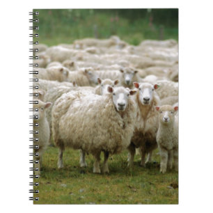 Caderno Espiral Carneiros curiosos