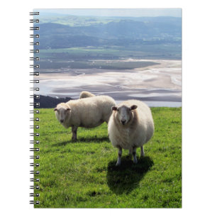 CADERNO ESPIRAL CARNEIROS DE MONTANHA DE GALÊS