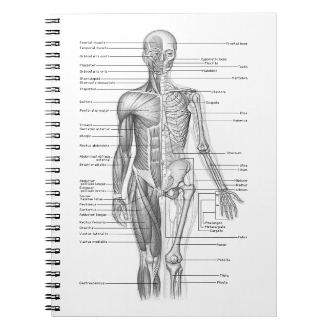 Caderno Espiral Carta humana da anatomia (Frente)