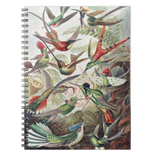Caderno Espiral Cartaz Colorido Vintage de Beija-flor de Ernst Hae