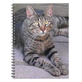 Caderno Espiral Castanho Tabby Cat no Exterior
