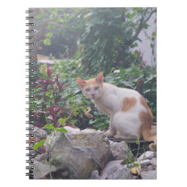 Caderno Espiral Cat Sentado em Rubbles