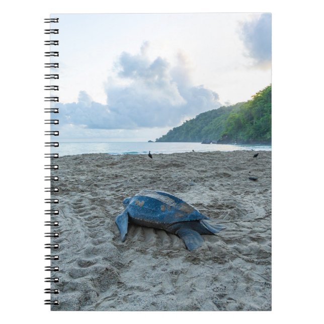 Caderno Espiral Catálogo de Tartarugas de Coluna (Frente)
